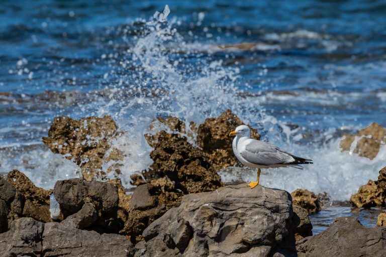 Seagull perched on coastal rocks at Isola delle Femmine, Italy, with waves crashing behind.