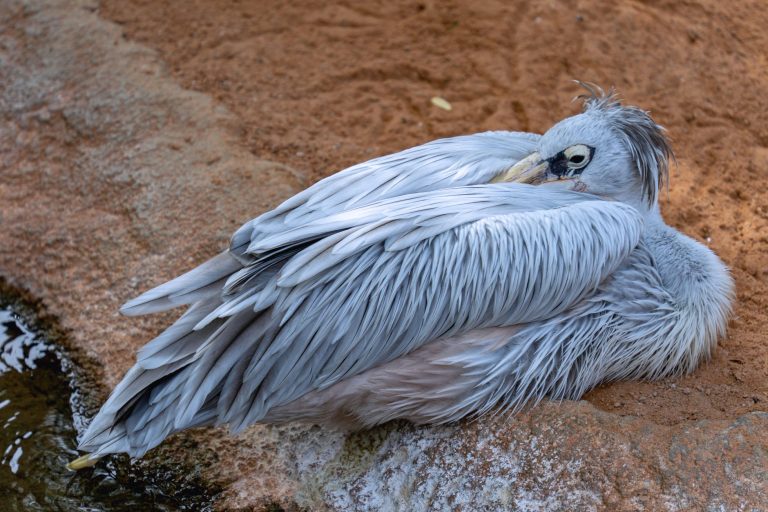 Gray pelican resting on a sandy shoreline, showcasing intricate feather details.